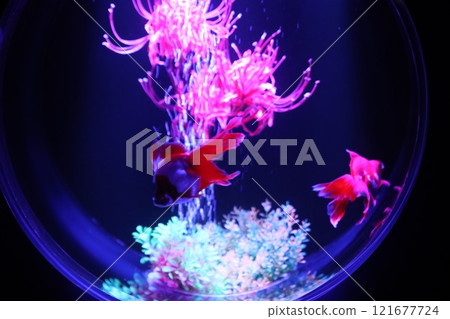 【2024秋季金魚展】金魚、燈光、秋葉的精緻組合 121677724