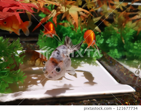 【2024秋季金魚展】金魚、燈光、秋葉的精緻組合 【2024秋季金魚展】金魚、燈光、秋葉的精緻組合 121677734