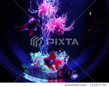 【2024秋季金魚展】金魚、燈光、秋葉的精緻組合 121677735