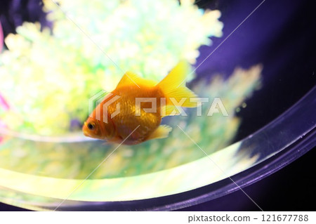 《2024 Autumn Goldfish Show》An exquisite combination of goldfish, lights, and autumn leaves 《2024 Autumn Goldfish Show》An exquisite combination of goldfish, lights, and autumn leaves 121677788
