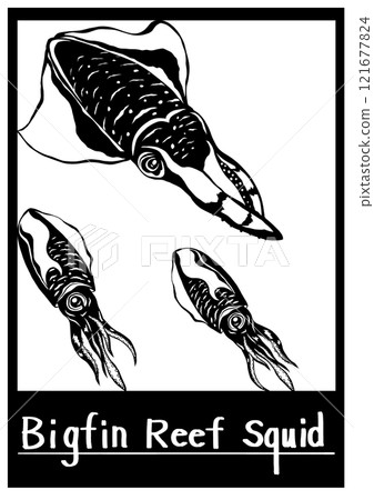 Includes a cutout illustration of two bigfin reef squids swimming together in the ocean. 121677824