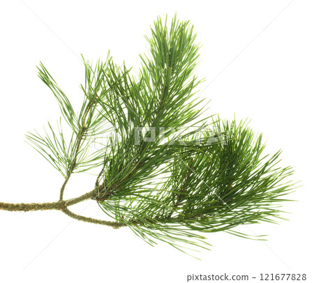 Pine tree branch. Fir twigs with green needles isolated. Winter holiday evergreen decoration, spruce. Cones, pine branch Pine tree branch. Fir twigs with green needles isolated. Winter holiday evergreen decoration, spruce. Cones, pine branch 121677828