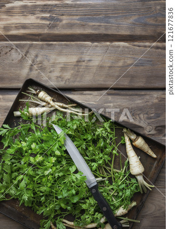 Parsley herb on a tray. Parsley leaf top view, flat lay. Fresh parsley. Food background. Parsley harvest on an old tray. Parsley herb on a tray. Parsley leaf top view, flat lay. Fresh parsley. Food background. Parsley harvest on an old tray. 121677836