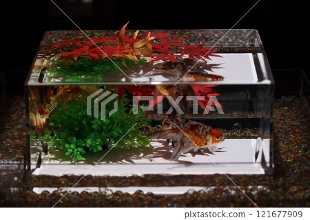 【2024秋季金魚展】金魚、燈光、秋葉的精緻組合 121677909