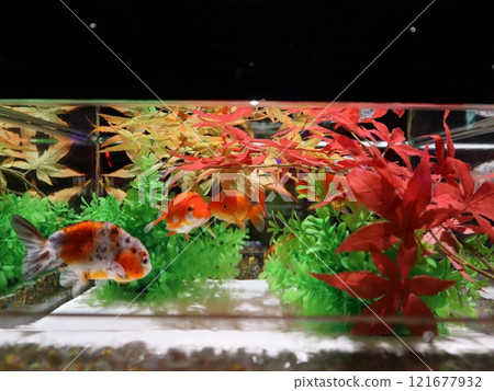 【2024秋季金魚展】金魚、燈光、秋葉的精緻組合 121677932