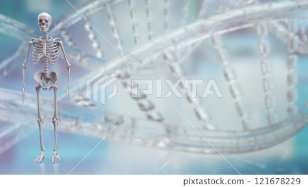 The Skeleton on black background for education or sci concept 3d rendering. 121678229