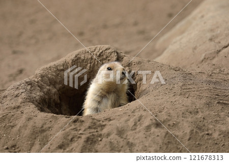 一隻土撥鼠從洞穴中出來並站崗。 一隻土撥鼠從洞穴中出來並站崗。 121678313