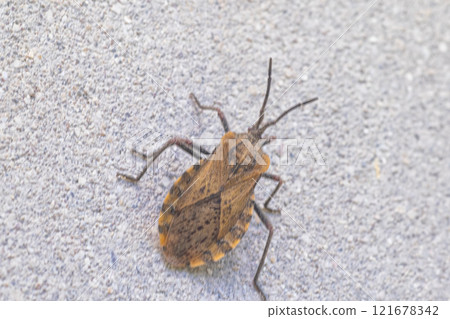 Beetle perched on the ground Beetle perched on the ground 121678342