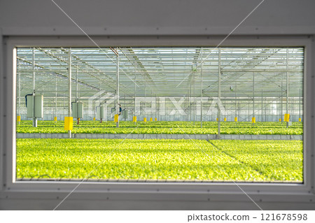 Window overlooking greenhouse with lettuce, vegetables growing. Crops care vegetable cultivation Window overlooking greenhouse with lettuce, vegetables growing. Crops care vegetable cultivation 121678598