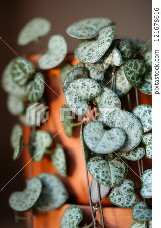 Ceropegia Woodii houseplant with long heart shaped leaves in terracotta pot closeup Ceropegia Woodii houseplant with long heart shaped leaves in terracotta pot closeup 121678616