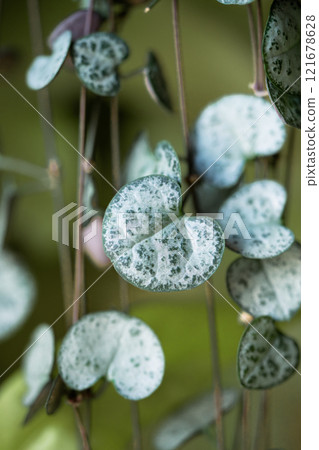 Ceropegia Woodii houseplant with long heart shaped leaves in closeup 121678628