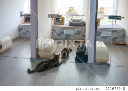 Cats play through glass rooms in pet hotel, entertaining without owner. Animal socialization, play Cats play through glass rooms in pet hotel, entertaining without owner. Animal socialization, play 121678648