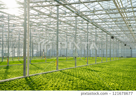 Frillice lettuce field cultivation in vast greenhouse with smart irrigation. High tech plant care Frillice lettuce field cultivation in vast greenhouse with smart irrigation. High tech plant care 121678677