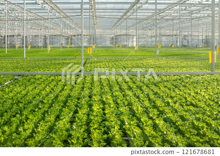 Frillice lettuce field cultivation in vast greenhouse with smart irrigation. High tech plant care Frillice lettuce field cultivation in vast greenhouse with smart irrigation. High tech plant care 121678681