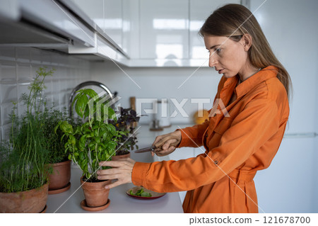 Pruning plants with scissors, gardening at home. Woman cut off excess green basil leaves Pruning plants with scissors, gardening at home. Woman cut off excess green basil leaves 121678700