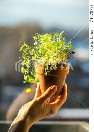 Hand holding clay pot with vibrant microgreen sprouts of edible herbs during winter season at home 121678751