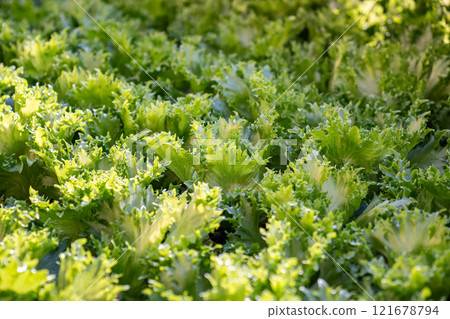 Frillice lettuce cultivation, grow under controlled condition. Sustainable produce, crop development Frillice lettuce cultivation, grow under controlled condition. Sustainable produce, crop development 121678794