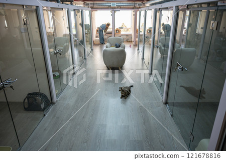 Cats roam animal hotel lobby, explore surroundings freely under supervision. Pet hotel exploration Cats roam animal hotel lobby, explore surroundings freely under supervision. Pet hotel exploration 121678816
