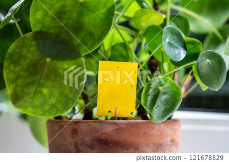 Fungus gnats captured on non-toxic sticky paper near Pilea peperomioides houseplant close up 121678829