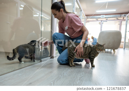 Cats meet through glass of boarding rooms in pet hotel. Woman extends hand to newcomers for smelling 121678837