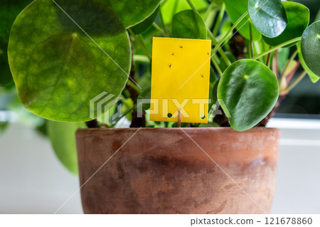 Fungus gnats stuck on yellow sticky trap closeup. Flypaper for Sciaridae insect pests at home garden 121678860