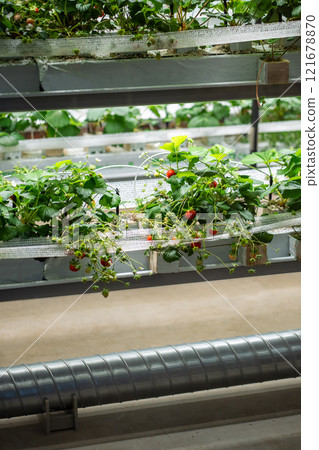 Strawberry cultivation in greenhouse. Mini-farm for growing Fragaria in artificial soil. Strawberry cultivation in greenhouse. Mini-farm for growing Fragaria in artificial soil. 121678870