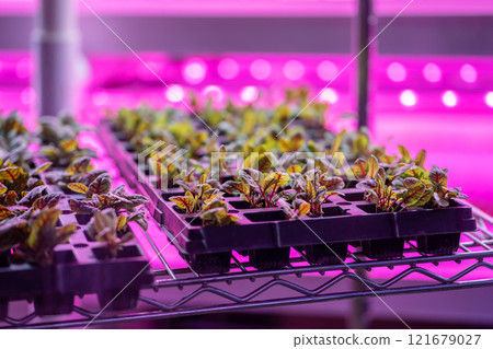 Microgreens growing hydroponically in vertically stacked layers, hydroponic indoor vertical garden Microgreens growing hydroponically in vertically stacked layers, hydroponic indoor vertical garden 121679027
