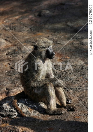 Anubis baboon sitting and resting 121679063