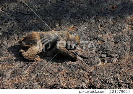 Anubis baboon lying down to sleep Anubis baboon lying down to sleep 121679064