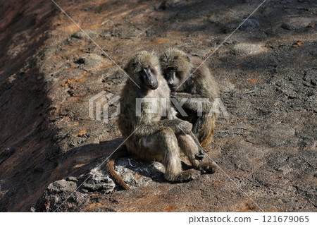 Two Anubis baboons grooming themselves Two Anubis baboons grooming themselves 121679065