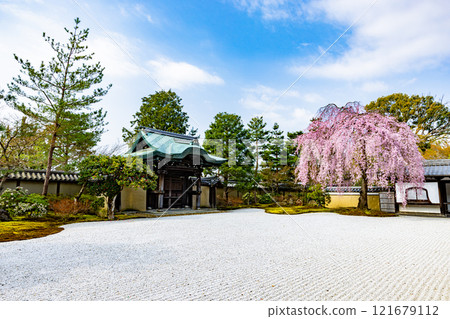 Weeping cherry blossoms in full bloom at Kodaiji Temple, Kyoto Prefecture 121679112
