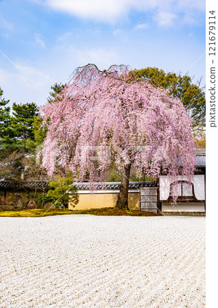 Weeping cherry blossoms in full bloom at Kodaiji Temple, Kyoto Prefecture Weeping cherry blossoms in full bloom at Kodaiji Temple, Kyoto Prefecture 121679114