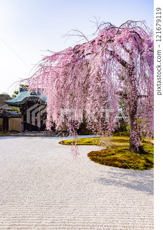 Weeping cherry blossoms in full bloom at Kodaiji Temple, Kyoto Prefecture 121679119