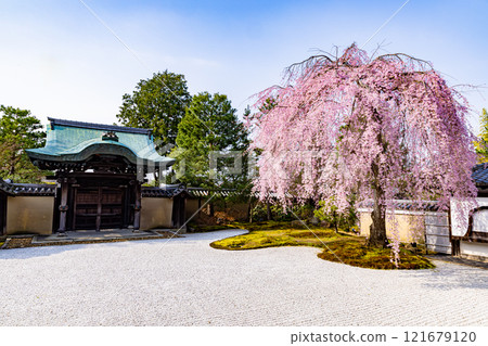 京都府高台寺的垂枝櫻花盛開 京都府高台寺的垂枝櫻花盛開 121679120