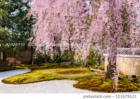 京都府高台寺的垂枝櫻花盛開 京都府高台寺的垂枝櫻花盛開 121679121