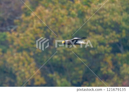 黃葉背景下,虎頭海鷹平靜飛行的飛行場景 黃葉背景下,虎頭海鷹平靜飛行的飛行場景 121679135