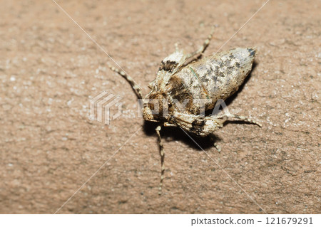 Winter Geometridae (female, adult) Winter Geometridae (female, adult) 121679291