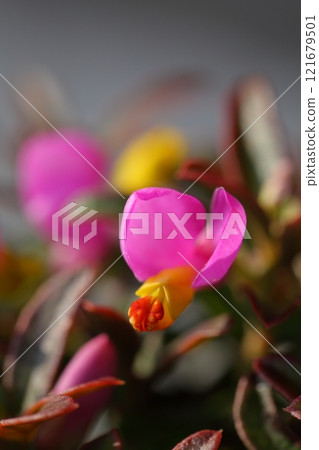 Polygala Flower 121679501