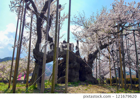 Yamataka Jindai Sakura 6 Yamataka Jindai Sakura 6 121679620