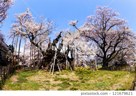 Blue sky and Yamataka Jindai cherry blossoms 121679621