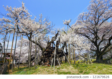 山高神颱櫻花3 121679626
