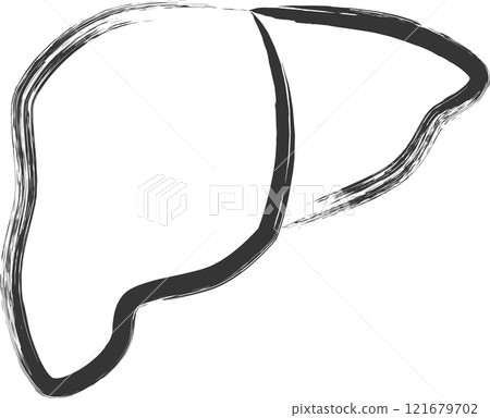 Medical-related brush-drawn single illustration: Liver 121679702