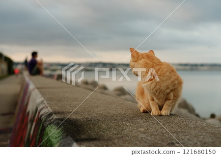 清晨，一隻橘色的貓坐在沖繩海邊 121680150