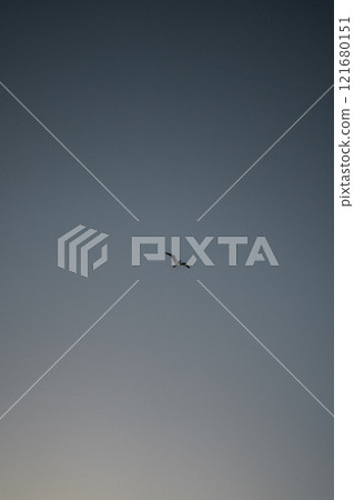 Wallpaper of seagulls flying in the sky with a white and blue gradient 121680151