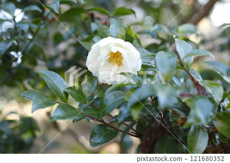 White camellia flowers at Sanzen-in Temple White camellia flowers at Sanzen-in Temple 121680352