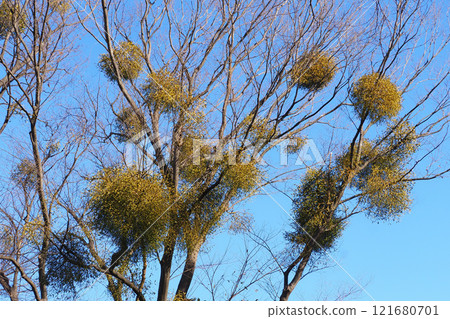 Mistletoe Mistletoe 121680701