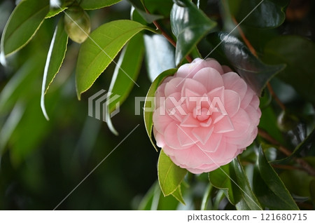 Gorgeous pink camellia 121680715
