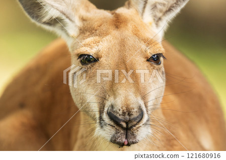 Australian Red Kangaroo Australian Red Kangaroo 121680916