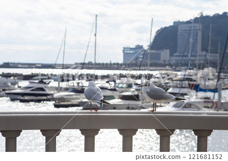 Atami Port in the morning: Fishing boats and seagulls 121681152