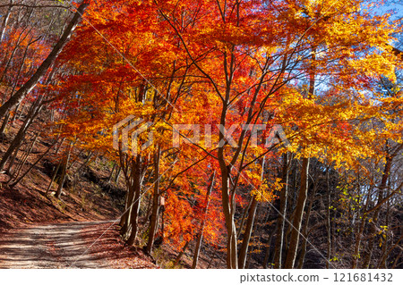 Narusawa-mura, Minamitsuru-gun, Yamanashi Prefecture 121681432